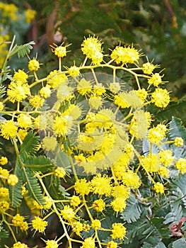 Cootamundra wattle
