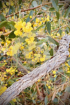 Cootamundra wattles yellow flowers dead tree branch