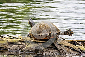 Cooter turtle Pseudemys basking by stretching out legs on a fallen palm tree - Homosassa, Florida, USA