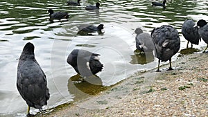 Coots Birds in St Jame's Park, London