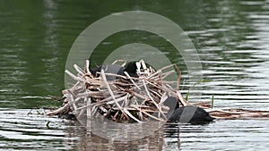 Coots building a nest ready to breed