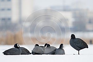 coots in captivity of frosty weather