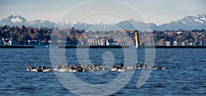 Coots and a cormorant in Lake Washington in Seattle