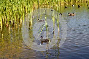 Coots and ducks in a natural environment