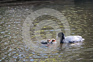 Coots feeding