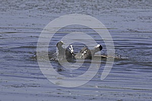 Coots fight