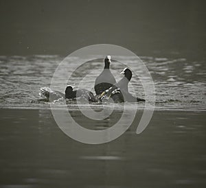 Coots fighting on a foggy lake