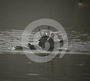 Coots fighting in a foggy lake