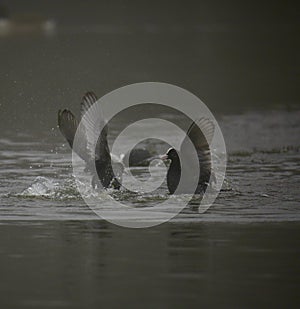 Coots fighting in a foggy lake