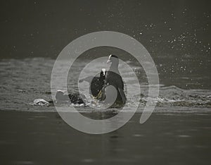 Coots fighting in a lake