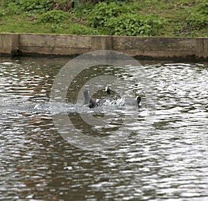 Coots fighting in a lake