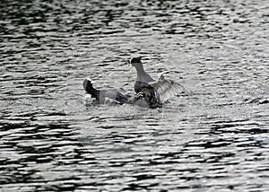 Coots fighting over territory