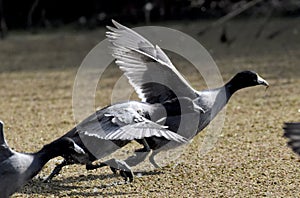 Coots fleeing along the surface of a lake