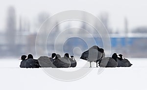 coots on a frozen lake sit in the snow