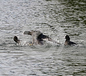 Coots getting angry in a lake