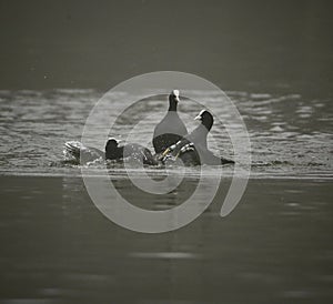 Coots kick boxing in a lake