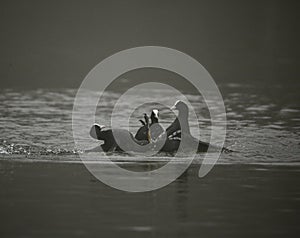 Coots kick boxing in a lake