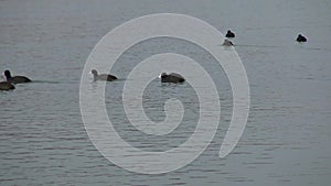 Coots on the lake Balaton of Hungary
