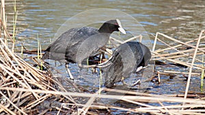 coots before mating during the mating season in spring