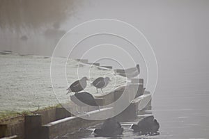 Coots and moorhens in the fog