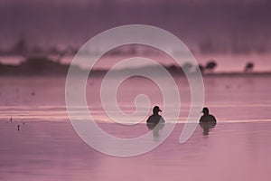 Coots in morning