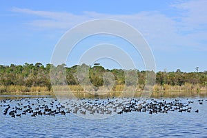 Coots At Salt Springs Run