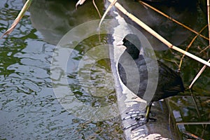 Coots a small water bird that is a member of the Rallidae family. They constitute the genus Fulica photo