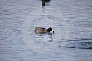 Coots swim in the water for food photo