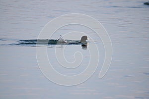 Coots swim in the water for food photo