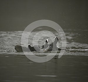 Coots in territory fight