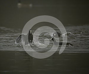 Coots in territory fight in lake