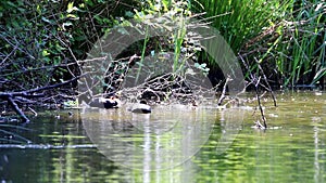 Coots and three chickens in Voorstonden, Holland