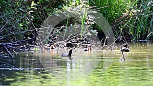 Coots and three chickens, Voorstonden, Holland