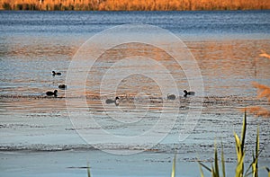 COOTS ON THE WATER OF A DAM