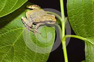 Cope's Gray Tree frog