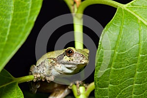 Cope's Gray Tree frog