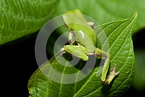 Cope's Gray Tree frog