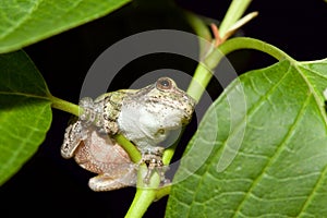 Cope's Gray Tree frog