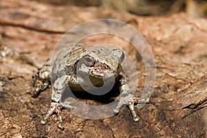 Cope's Gray Tree frog