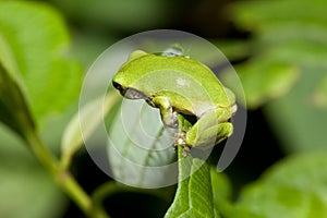 Cope's Gray Tree frog