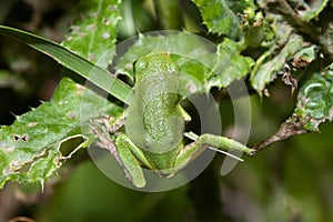 Cope's Gray Tree frog