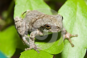 Cope's Gray Tree frog