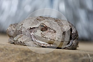 Cope's Gray Tree Frog.