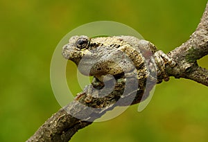 Cope's Gray Treefrog