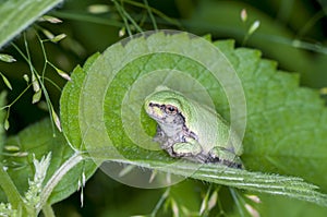 Cope`s gray treefrog in the forest