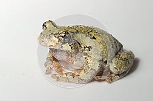 Cope's gray treefrog (Hyla chrysoscelis)