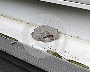 Cope's Grey Tree Frog