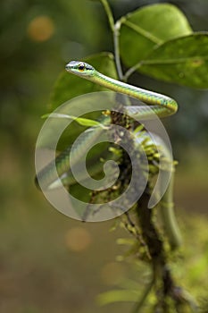 Cope`s short-nosed Vine Snake - Oxybelis brevirostris photo