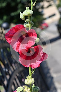 PINK HIBISCUS FLORAS