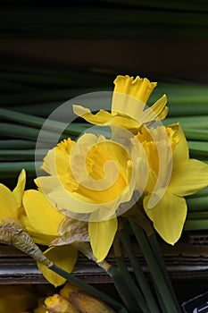 Dafodils flowers on sale at fwoers shop in Kastrup photo